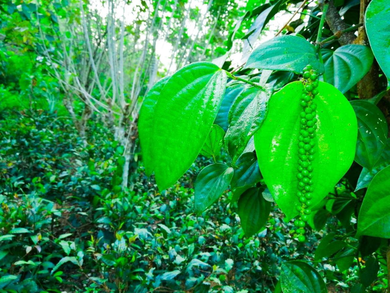 Bedda Eco Cottages Deniyaya Esterno foto